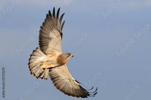 Swainson's Hawk in Flight