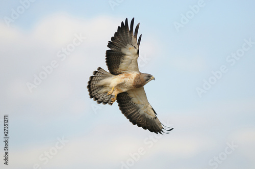 Swainson's Hawk in Flight