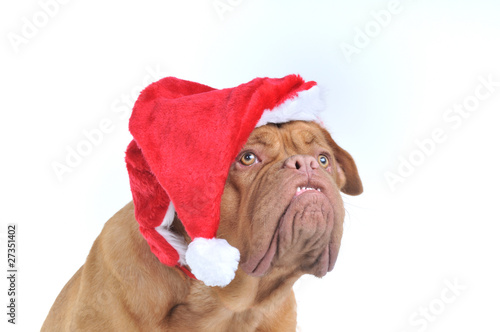 Puppy in Red Santa Hat