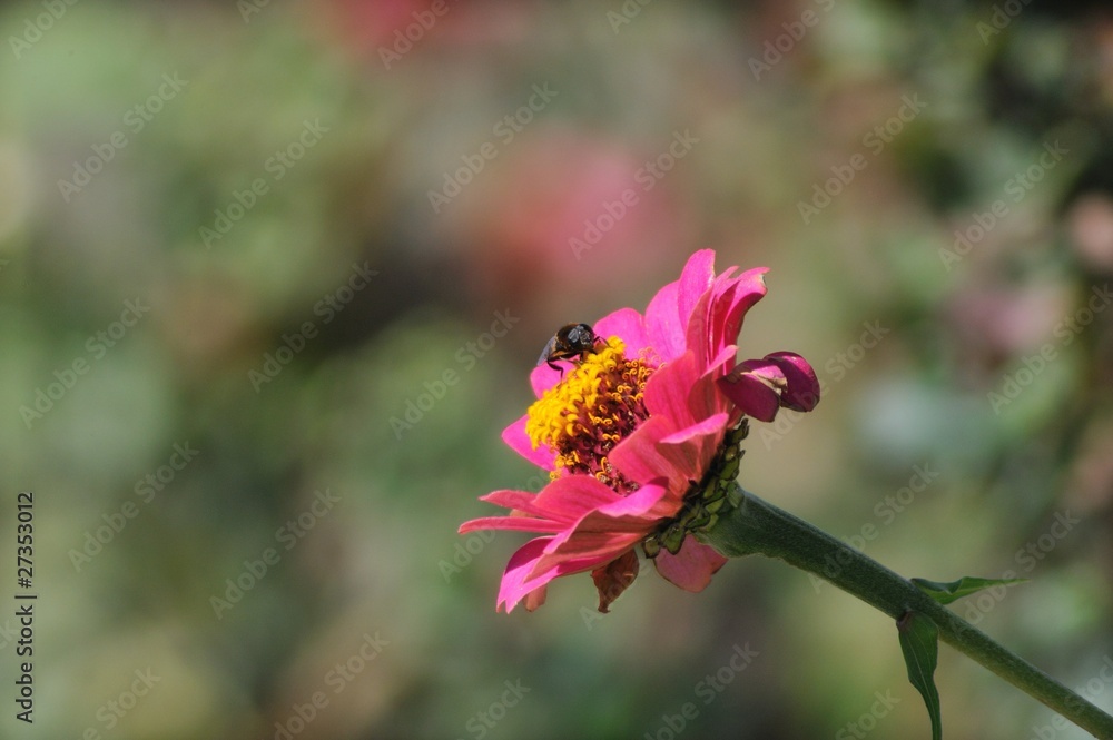 Fototapeta premium ハナアブ