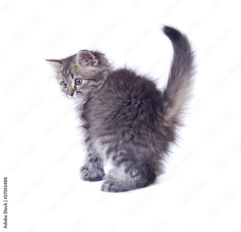 Fototapeta premium Little kitty turned