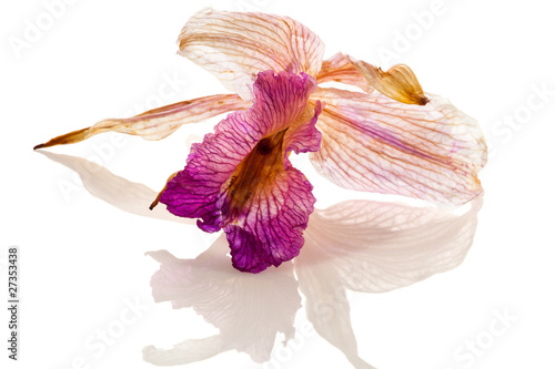Dried Orchid