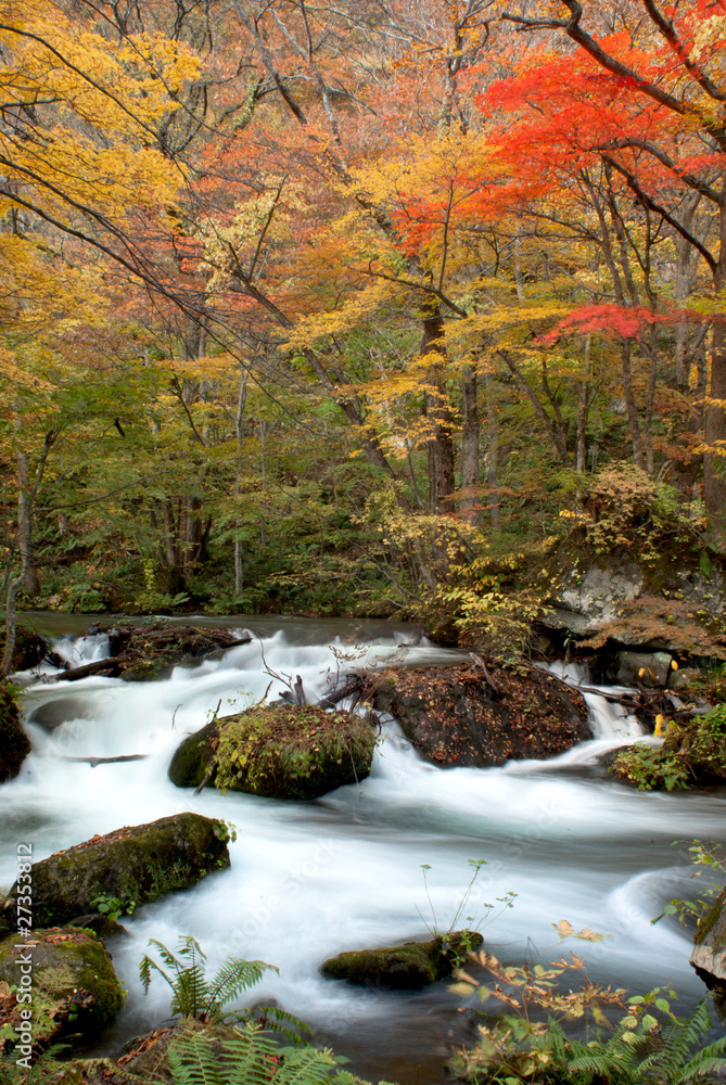 Fall of the maple river