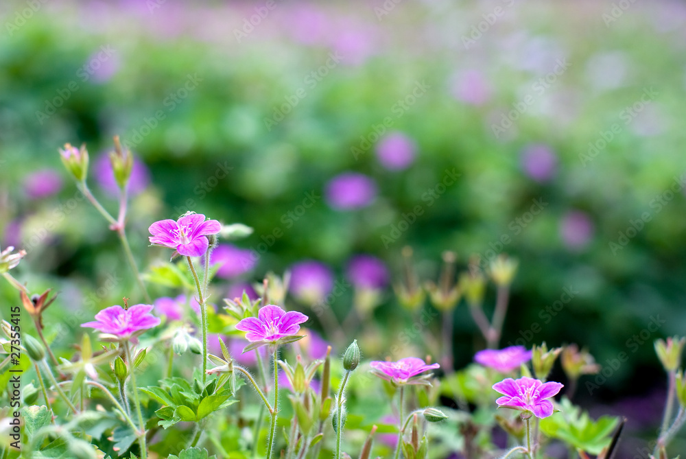 ゲンノショウコの花
