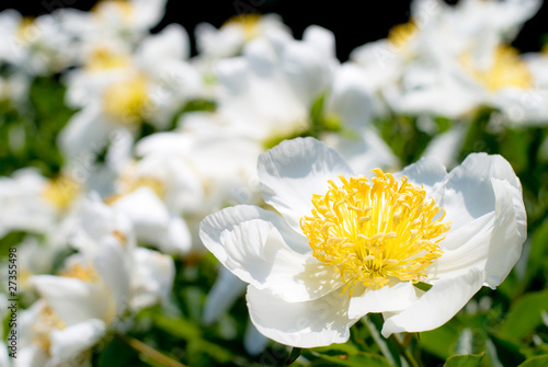 満開の芍薬の花