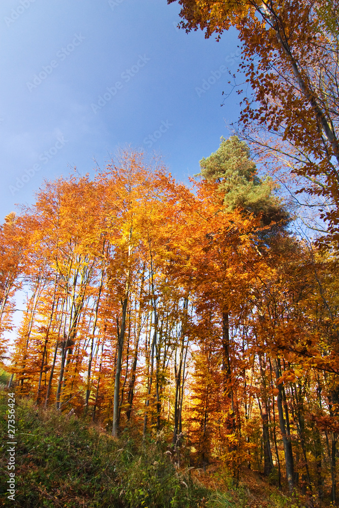 Fototapeta premium In the autumn forest...