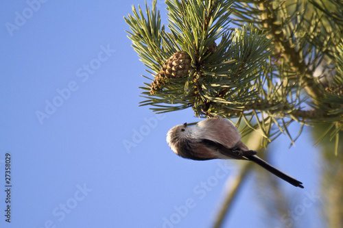 Mésange à longue queue - Aegithelos caudatus - Longtailed Tit photo