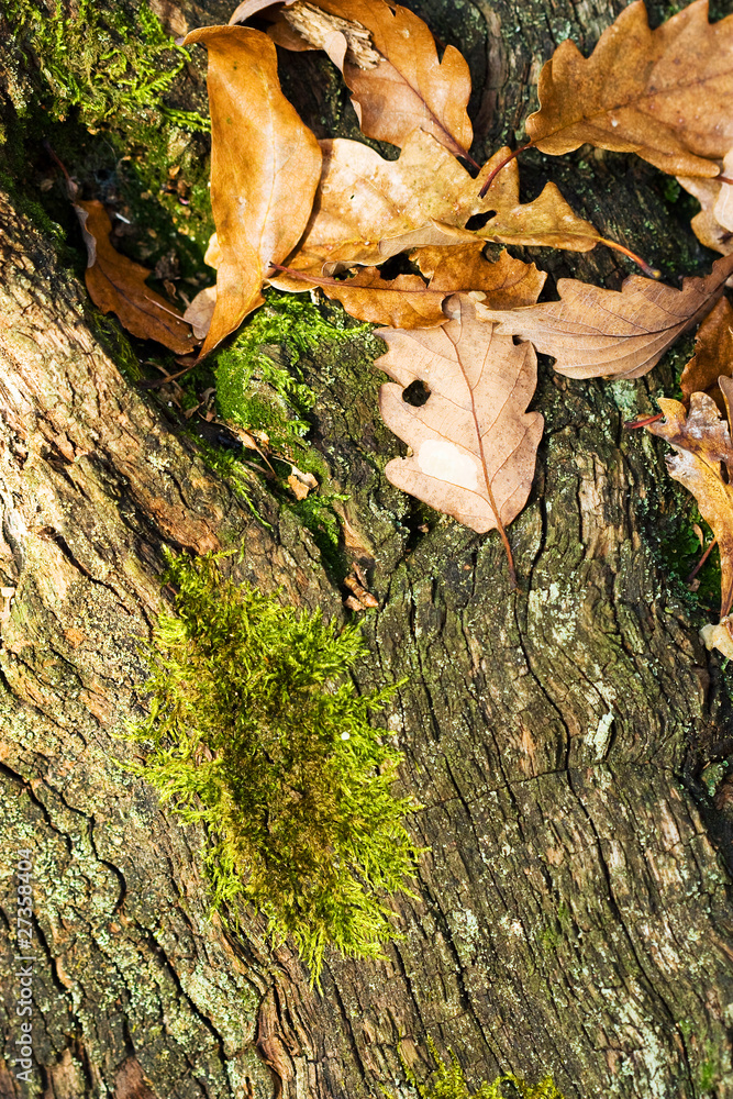 Details from autumn woods - oak leafs and moss Details from autumn woods - oak leafs and moss