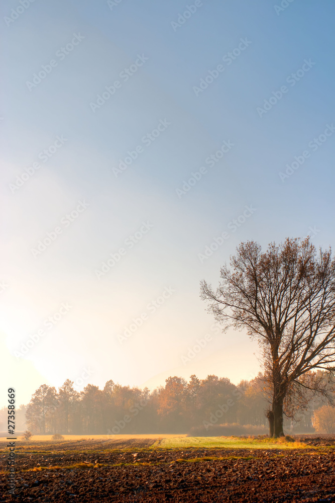 Fototapeta premium trees