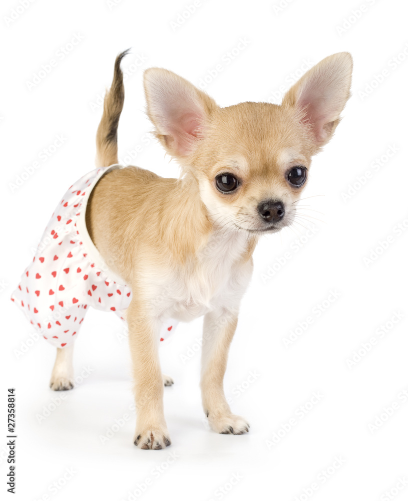 cute chihuahua puppy dressed in white silk panties