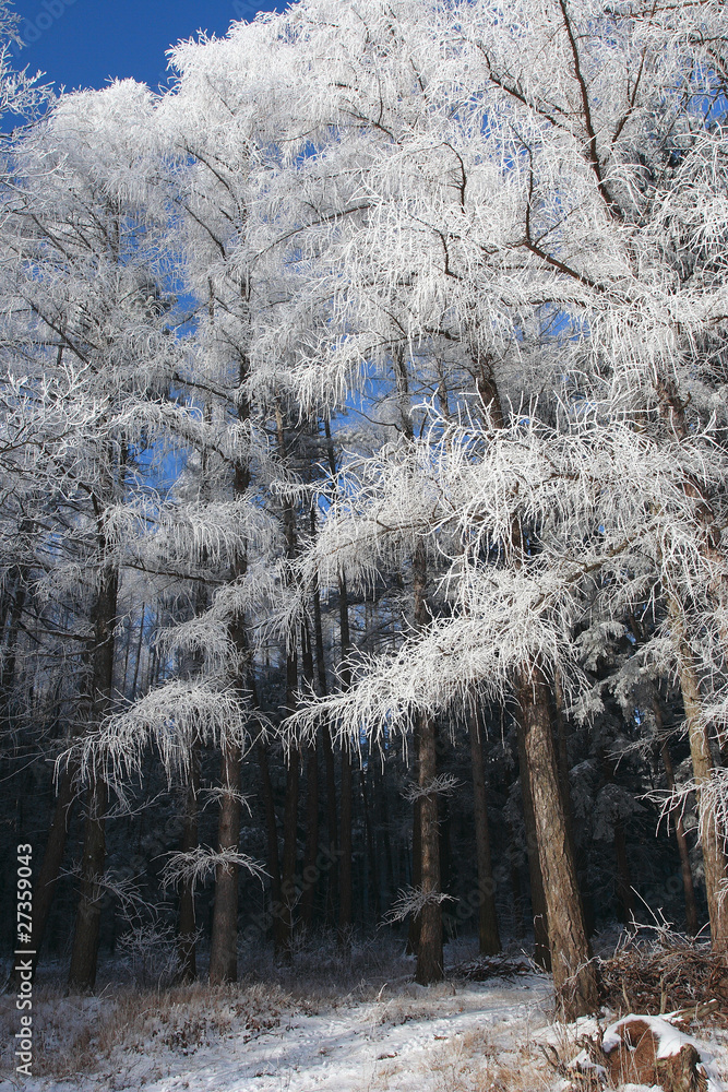 frosty tree background
