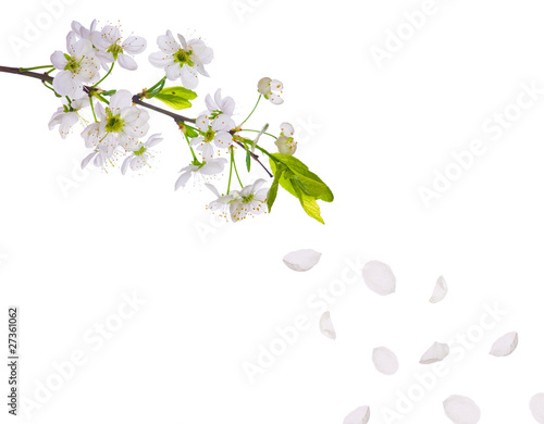 spring cherry tree flowers and petals