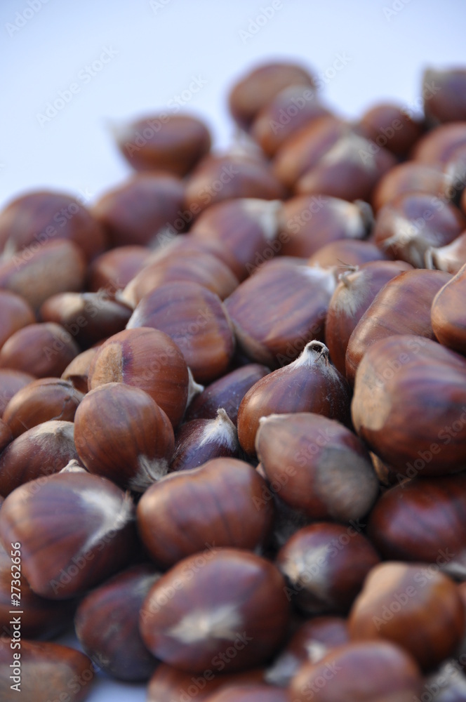Chestnut (Castanea) and the edible nuts they produce Chestnut (Castanea) and the edible nuts they produce