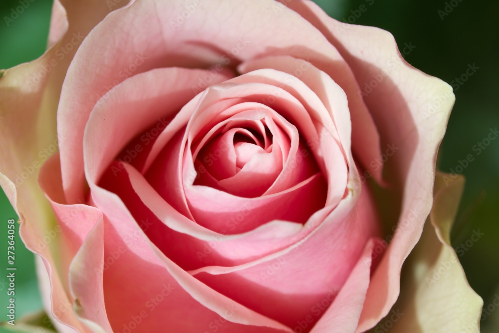 Obraz premium Rose Nahaufnahme