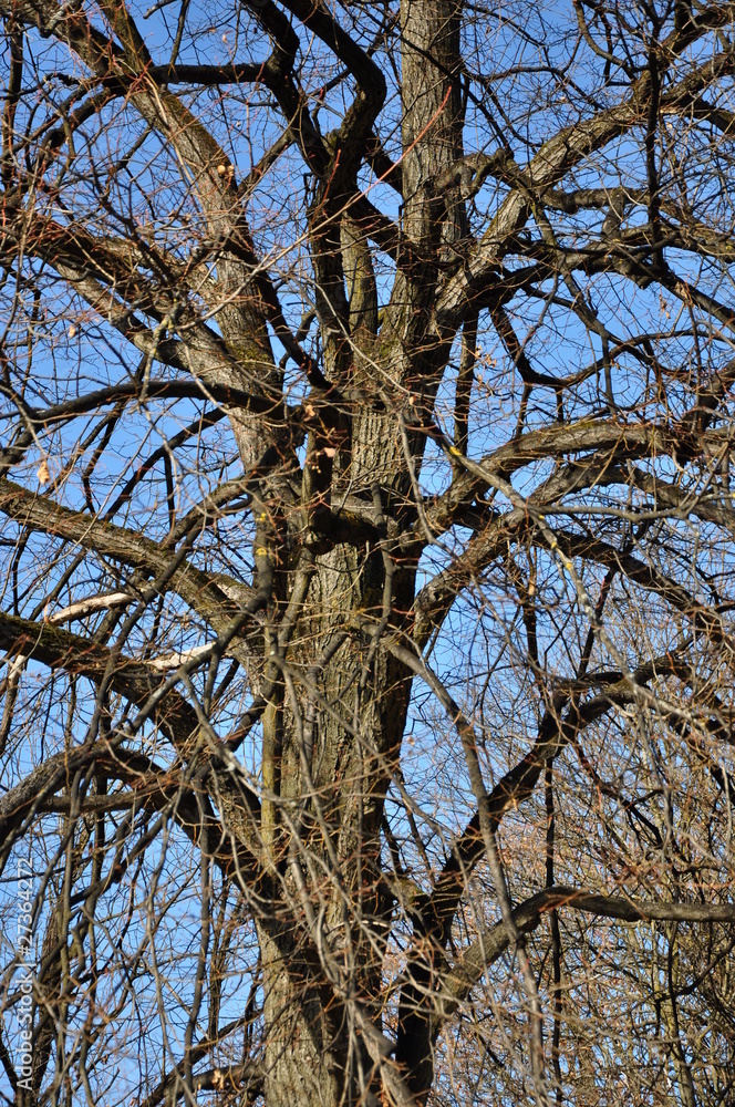 Fototapeta premium Baum ohne Blätter