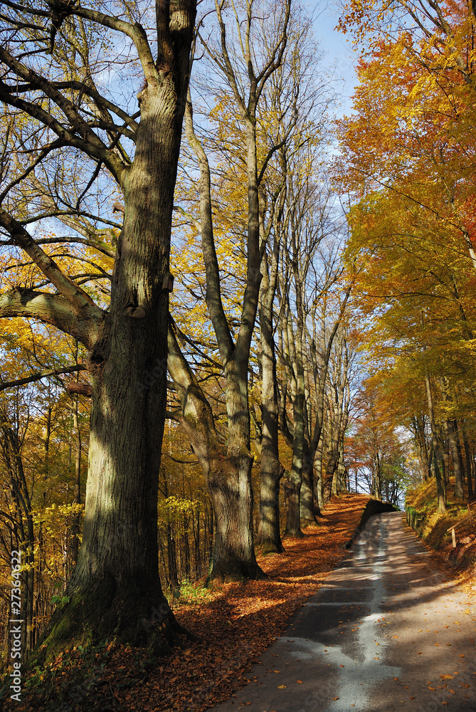 Naklejka premium Forest Track in Autumn