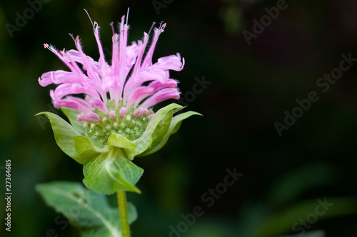 Bee Balm on a dark backgrouns