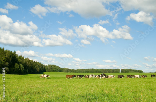 Field and the sky