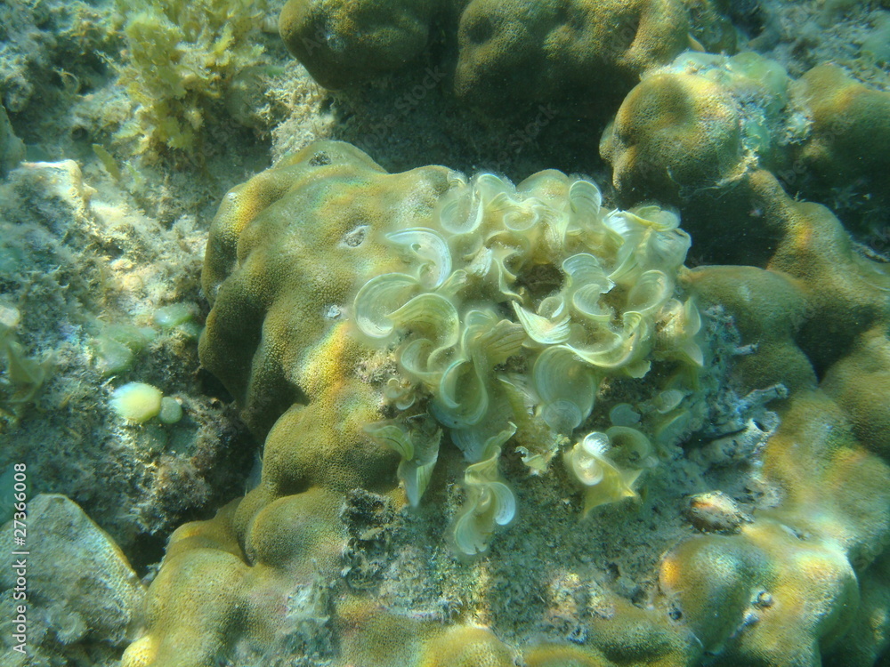 Gros plan sur du corail au fond de l'océan indien Gros plan sur du corail au fond de l'océan indien