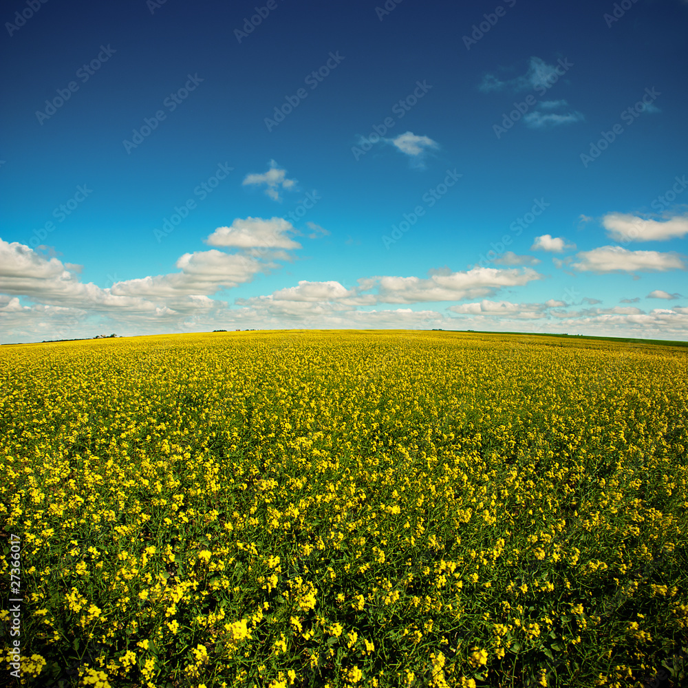 Yellow field on a blue sky
