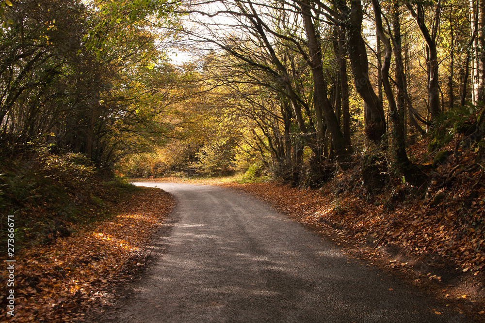 Sussex country lane in autumn colors