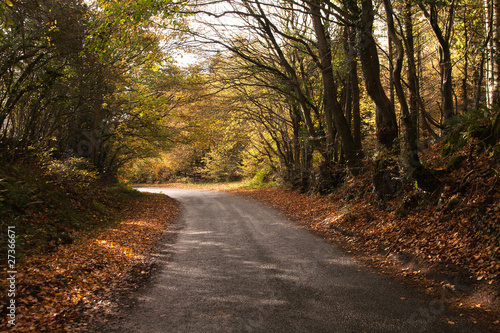 Sussex country lane in autumn colors
