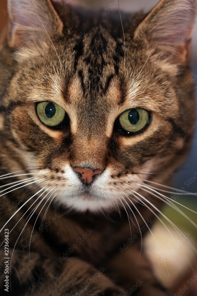 Félix le chat Félix le chat