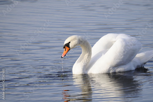Fototapeta Naklejka Na Ścianę i Meble -  Swan in the lake