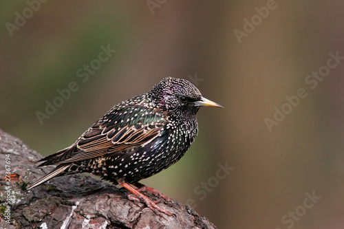 Starling on trunk