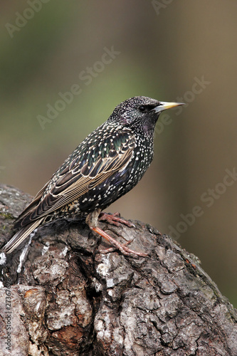 Starling male posing on trunk