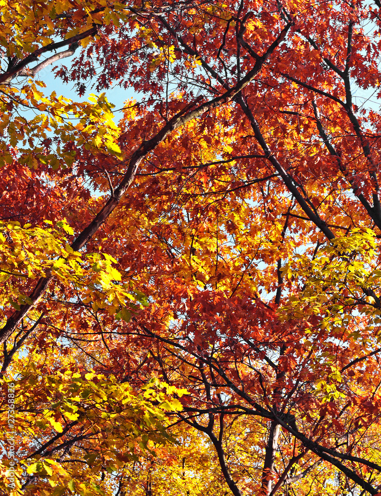 Tree Tree