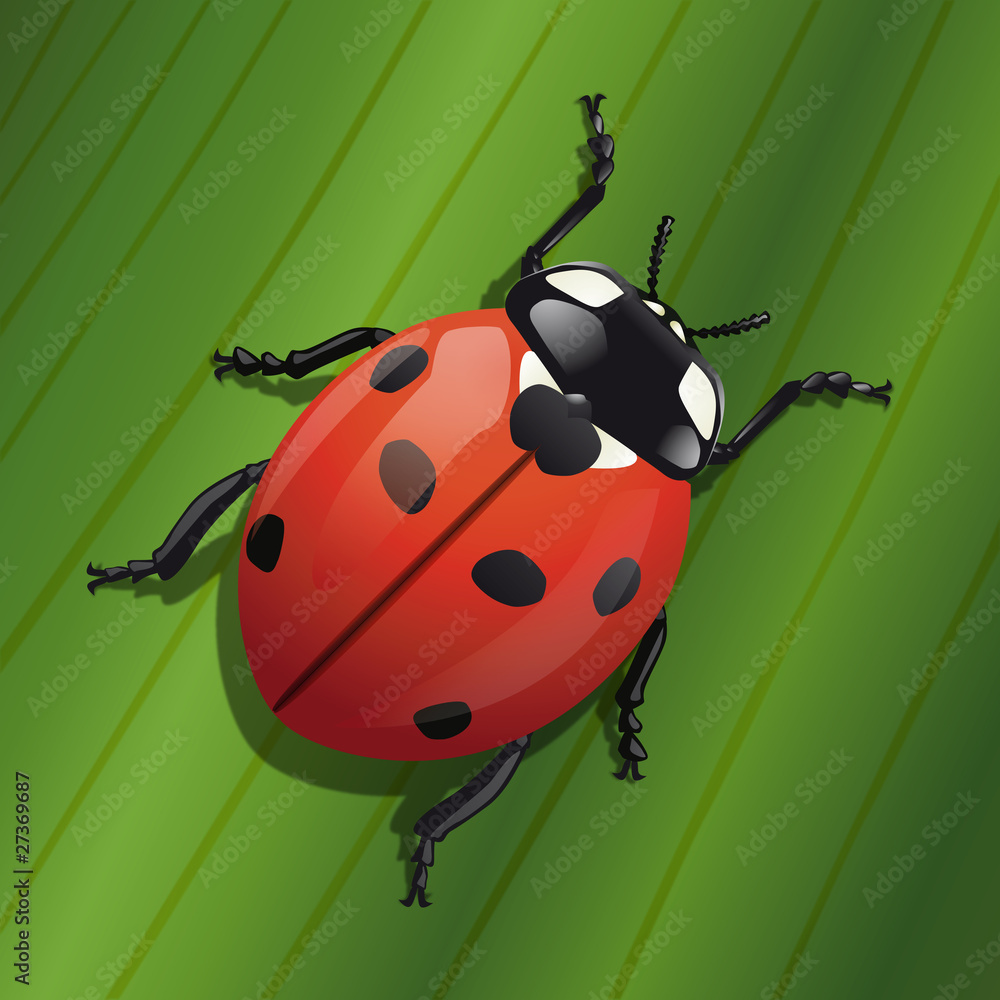 Obraz premium coccinelle