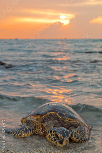 Sea Turtle during Sunset