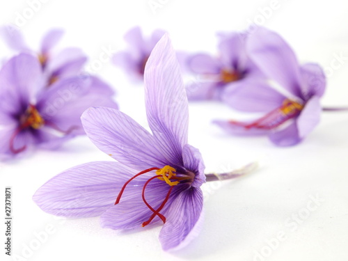 Fototapeta Naklejka Na Ścianę i Meble -  Close up of beautiful blue Saffron Crocus flowers
