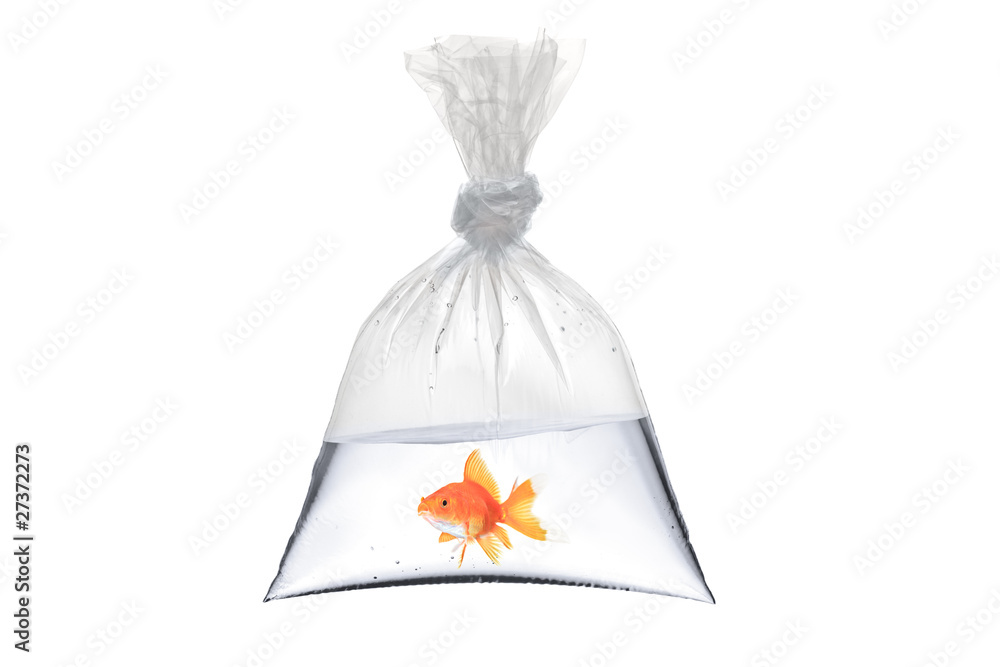 Fototapeta premium A view of a golden fish in a bag