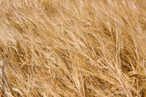golden ripe wheat right before harvest