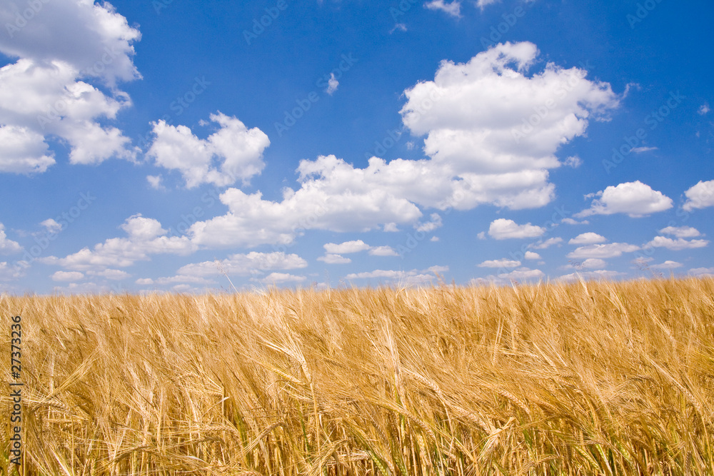 golden wheat field and blue sky landscape