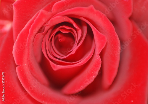 Wallpaper Mural ENAMORADOS, AMANTES. BELLEZA DE ROSA ROJA Torontodigital.ca