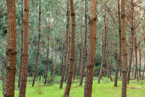 Pine Trees on Greeny Grass