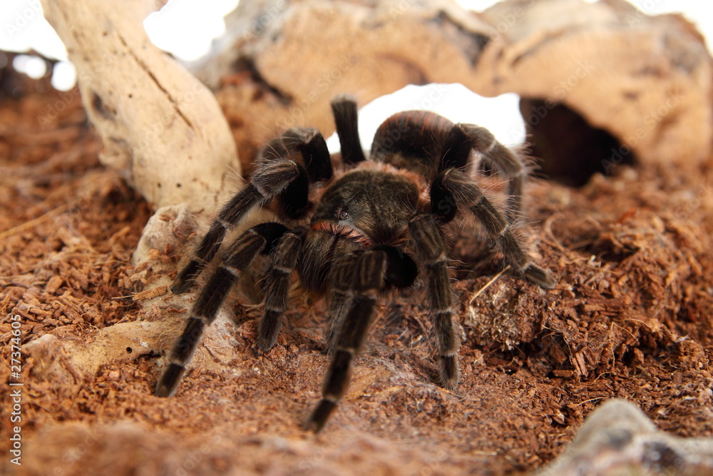 Vogelspinne Brachypelma Vagans im Terrarium Vogelspinne Brachypelma Vagans im Terrarium
