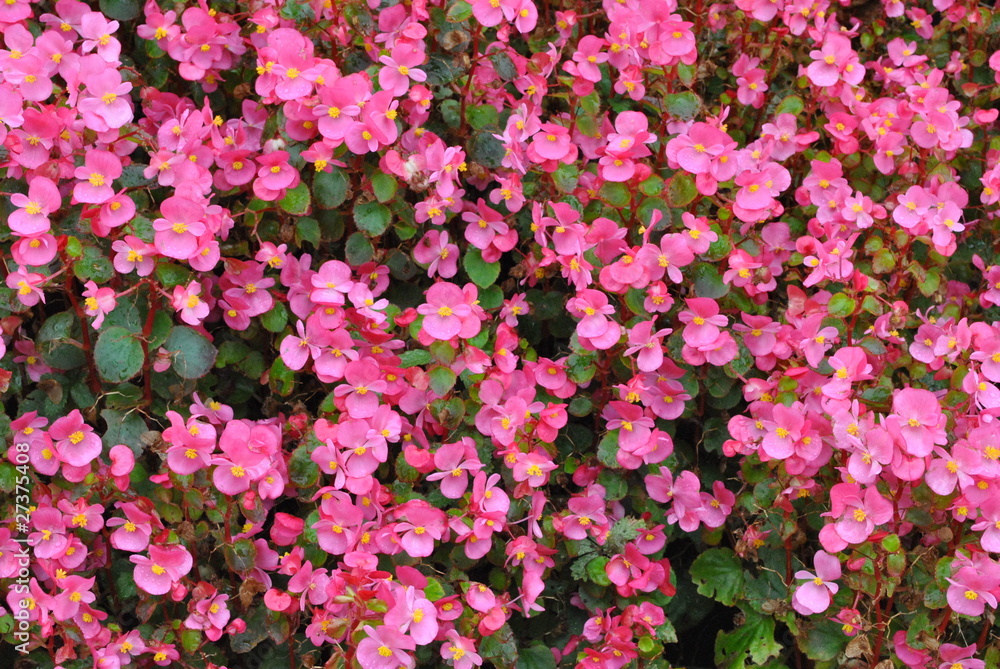 Bush with pink flowers Bush with pink flowers