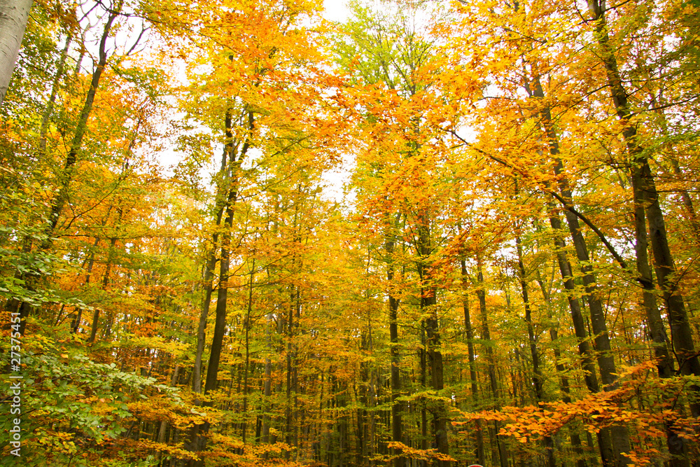 Fototapeta premium Herbstwald