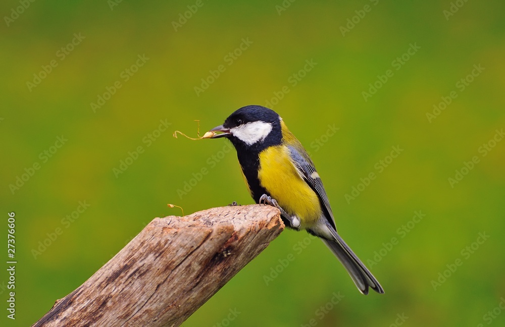 Obraz premium El ladron de semillas