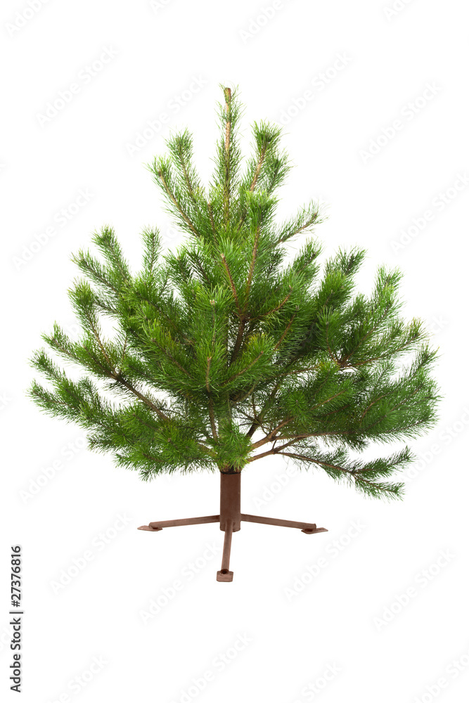 Fresh pine tree isolated on white background Fresh pine tree isolated on white background