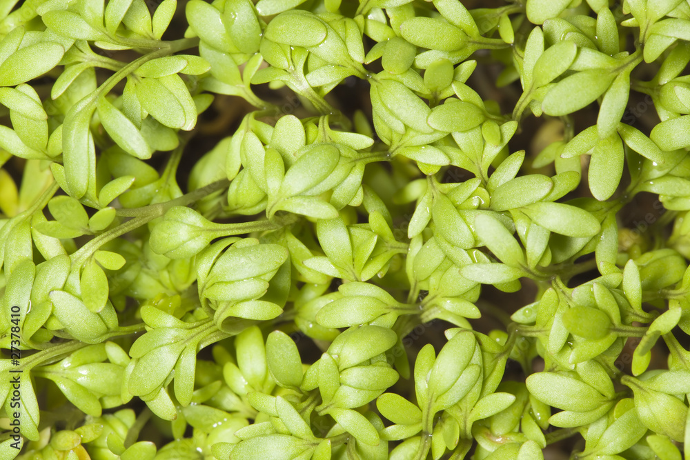 Cress background Cress background