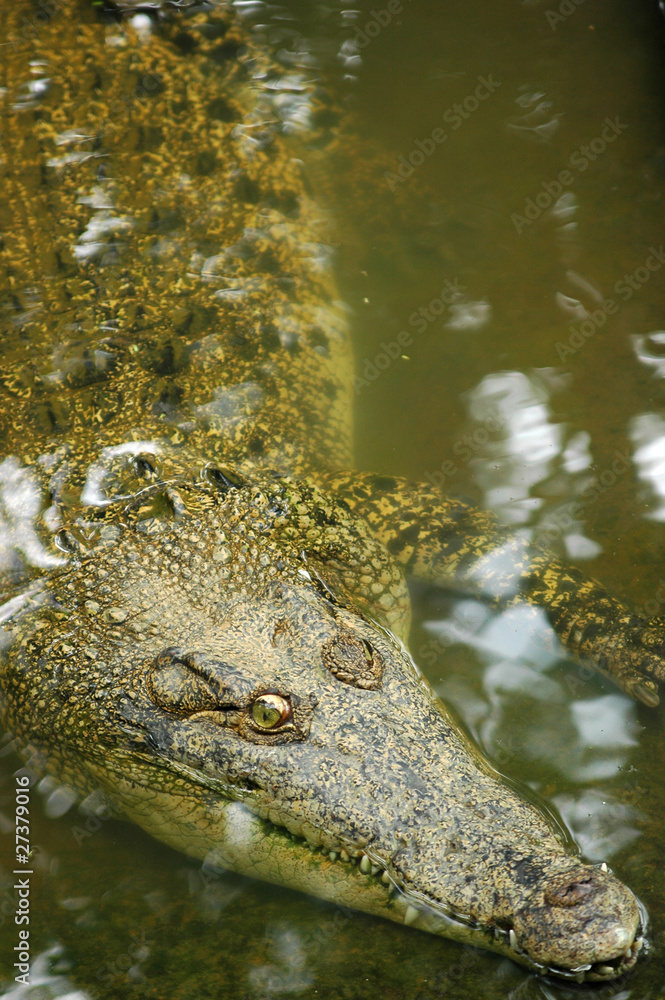 Naklejka premium Crocodile