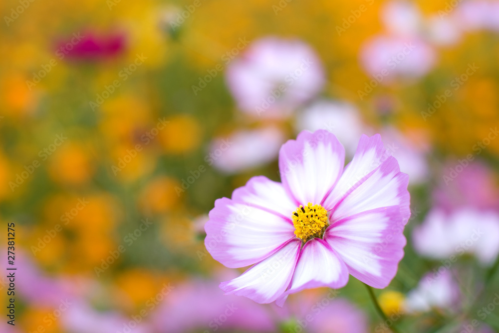 ピンクのコスモスの花