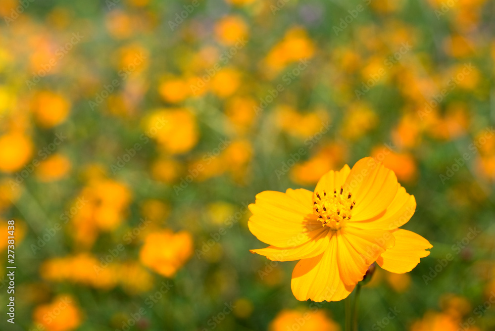 キバナコスモスのお花畑 キバナコスモスのお花畑