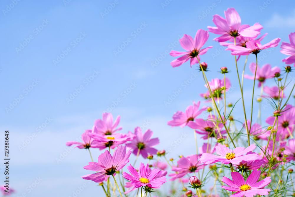 コスモスの花と空 コスモスの花と空