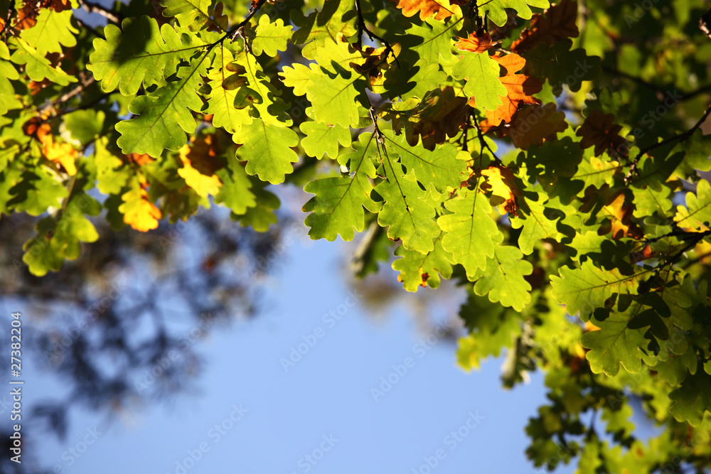 Autumn oak leaves Autumn oak leaves